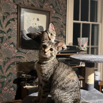 Ryker -  Domestic Short Hair Cat for Adoption in Martinsville, Indiana - Ryker | PetCurious
