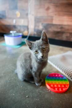 Nubbz -  American Shorthair Cat for Adoption in Loogootee, Indiana - Nubbz | PetCurious