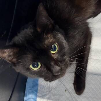 Binx -  Domestic Short Hair Cat for Adoption in New York, New York - Binx | PetCurious