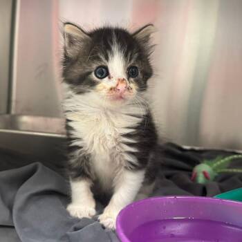 Autumn -  Domestic Short Hair Cat for Adoption in Columbus, Georgia - Autumn | PetCurious