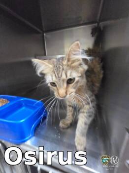 Osirus -  Domestic Short Hair Cat for Adoption in Rocky Mount, North Carolina - Osirus | PetCurious