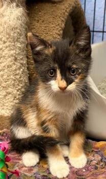Chica *IN FOSTER* -  Domestic Short Hair Cat for Adoption in South Bend, Indiana - Chica *IN FOSTER* | PetCurious