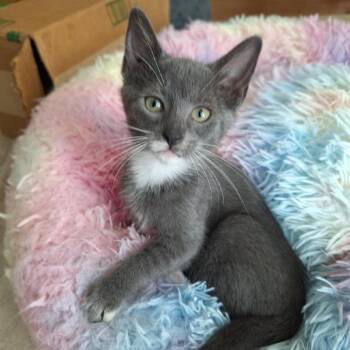 Pandora -  Domestic Short Hair Cat for Adoption in Chattanooga, Tennessee - Pandora | PetCurious