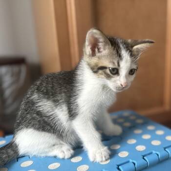 Dave -  Domestic Short Hair Cat for Adoption in York, Pennsylvania - Dave | PetCurious
