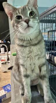 Domestic Short Hair Cats Available for Adoption in St. Augustine, Florida - Silver Tiger | PetCurious