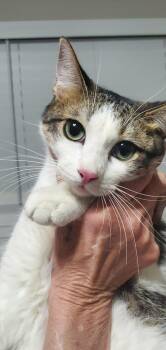 Domestic Short Hair Cats Available for Adoption - Mimi | PetCurious