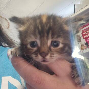 Domestic Medium Hair Cats Available for Adoption in Hanna City, Illinois - Rita | PetCurious
