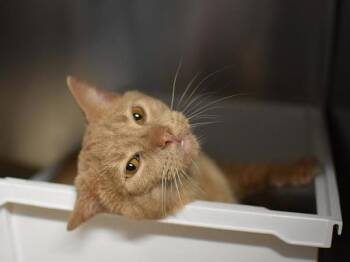 Muffin Man -  Domestic Short Hair Cat for Adoption in Portland, Oregon - Muffin Man | PetCurious