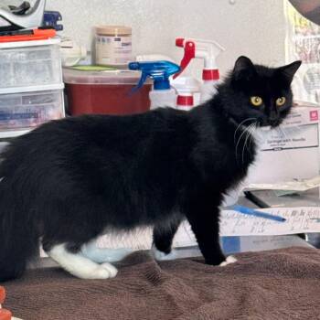Shishito -  Domestic Long Hair Cat for Adoption in Mankato, Minnesota - Shishito | PetCurious