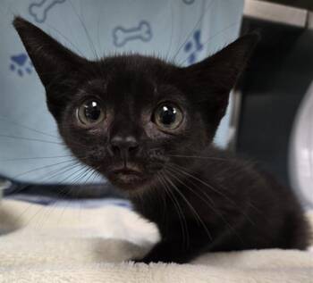 SEVERINE -  Domestic Short Hair Cat for Adoption in Fort Lauderdale, Florida - SEVERINE | PetCurious