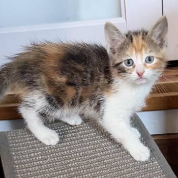 Blossom -  Domestic Short Hair Cat for Adoption in Denison, Texas - Blossom | PetCurious