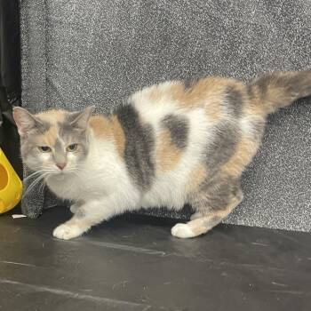 Isis -  Domestic Short Hair Cat Available for Adoption in Union, Missouri - Isis | PetCurious