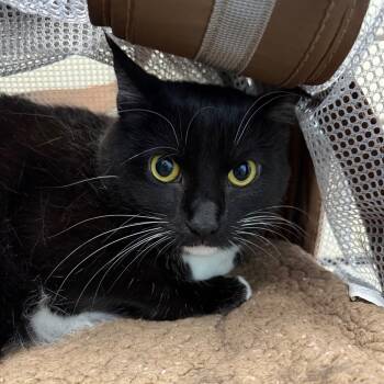 Blair -  Domestic Short Hair Cat for Adoption in Dekalb, Illinois - Blair | PetCurious