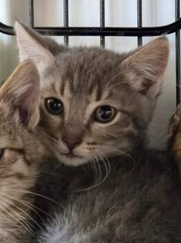 Samsung -  Domestic Short Hair Cat for Adoption in Shelton, Washington - Samsung | PetCurious