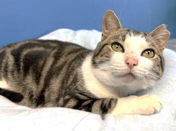 Rescue Tabby Cats for Adoption in Columbus, Ohio - Turbo Tax | PetCurious