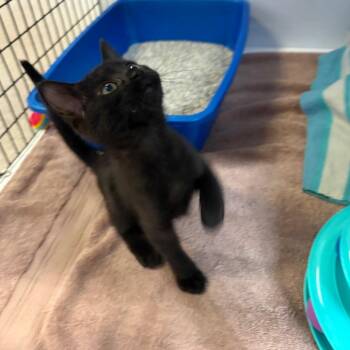 Grace -  Domestic Short Hair Cat for Adoption in Sarasota, Florida - Grace | PetCurious