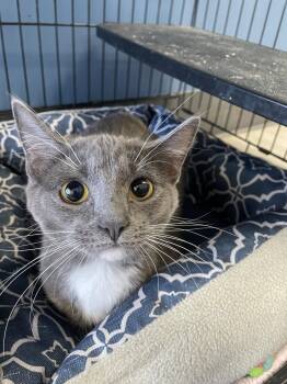 Domestic Short Hair Cats Available for Adoption in Georgetown, Kentucky - Minnie Pearl | PetCurious