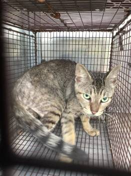 Jeff -  Domestic Short Hair Cat Available for Adoption in New Braunfels, Texas - Jeff | PetCurious