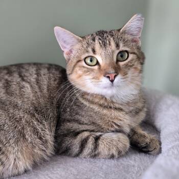 Rescue Domestic Short Hair Cats for Adoption in Lemoyne, Pennsylvania - S