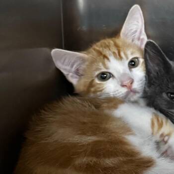 Yoo 28686 -  Domestic Short Hair Cat for Adoption in Middleburg, Florida - Yoo 28686 | PetCurious