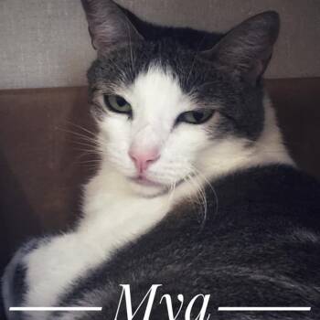 Rescue Domestic Short Hair Cats for Adoption in Midland, Texas - Mya | PetCurious
