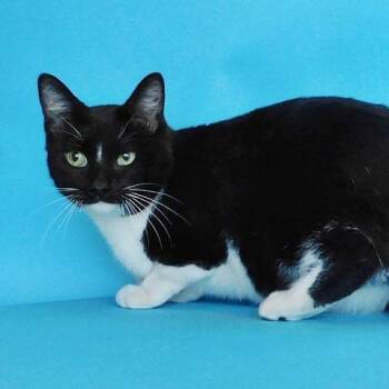 Bobbie -  Domestic Short Hair Cat for Adoption in Brentwood, Missouri - Bobbie | PetCurious