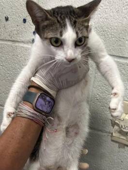 OATMEAL CREME PIE -  Domestic Short Hair Cat for Adoption in Pensacola, Florida - OATMEAL CREME PIE | PetCurious