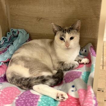 Rescue Siamese Cats for Adoption in Tustin, California - Chaquita | PetCurious