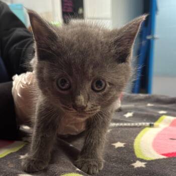 Domestic Short Hair Cats Available for Adoption in Newark, New Jersey - Willy | PetCurious