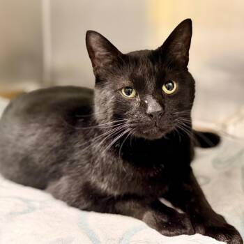 Bucky -  Domestic Short Hair Cat for Adoption in Jackson Township, New Jersey - Bucky | PetCurious