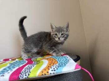 Domestic Short Hair Cats Available for Adoption in Delson, Quebec - Gamora | PetCurious
