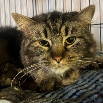 Eeyore -  Domestic Long Hair Cat for Adoption in Etna, Pennsylvania - Eeyore | PetCurious