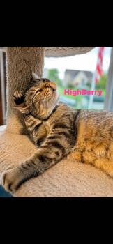 Highberry -  Tabby Cat for Adoption in Springdale, Pennsylvania - Highberry | PetCurious