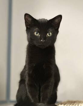 Domestic Short Hair Cats Available for Adoption - Sweetems | PetCurious