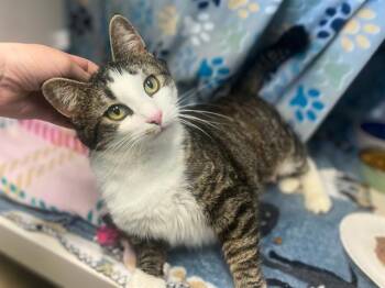 Domestic Short Hair Cats Available for Adoption in Fort Wayne, Indiana - MAE | PetCurious