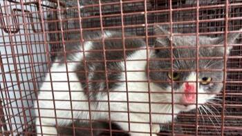 Domestic Short Hair Cats Available for Adoption - A651001 | PetCurious