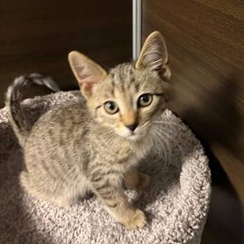 Domestic Short Hair Cats Available for Adoption in Buffalo, New York - Brock Nelson | PetCurious