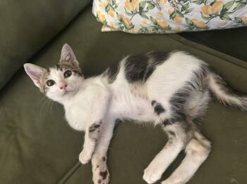 Blissey -  Domestic Short Hair Cat for Adoption in Davis, California - Blissey | PetCurious