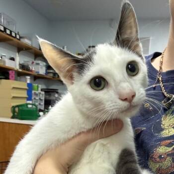 Forrest -  Domestic Short Hair Cat for Adoption in Chico, California - Forrest | PetCurious