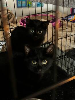 Thorne -  Domestic Short Hair Cat for Adoption in St. Petersburg, Florida - Thorne | PetCurious