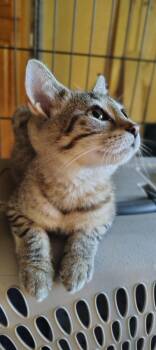 Rescue Domestic Short Hair Cats for Adoption in Detroit, Michigan - Peepers | PetCurious
