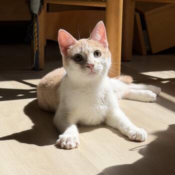 Sherwin - teen kitten -  Domestic Short Hair Cat for Adoption in Los Altos, California - Sherwin - Teen Kitten | PetCurious