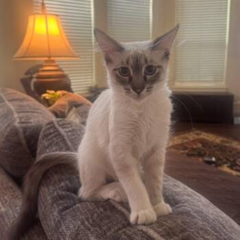 Barnee (Lynx-Point Siamese) -  Siamese Cat for Adoption in Allen, Texas - Barnee (Lynx-Point Siamese) | PetCurious
