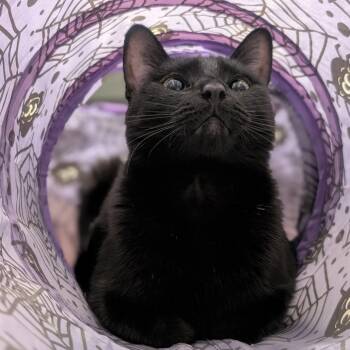 Rescue Domestic Short Hair Cats for Adoption in Los Angeles, California - Rosie | PetCurious