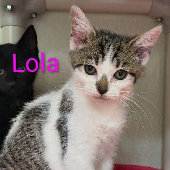 Lola -  Domestic Short Hair Cat for Adoption in Saint Marys, Pennsylvania - Lola | PetCurious