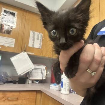 Finch -  Domestic Short Hair Cat for Adoption in Durango, Colorado - Finch | PetCurious