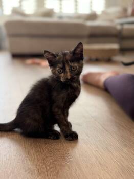 Rescue American Shorthair and Tortoiseshell Cats for Adoption in Laguna Beach, California - Penny | PetCurious