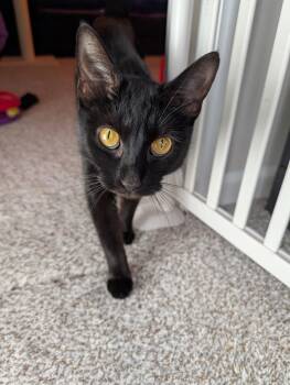Domestic Short Hair Cats Available for Adoption - Raina | PetCurious