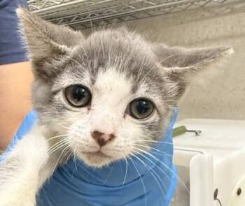 Pretty -  Domestic Short Hair Cat for Adoption in Honolulu, Hawaii - Pretty | PetCurious