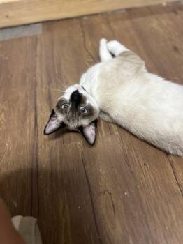 Princess -  Domestic Short Hair Cat for Adoption in Emerald Isle, North Carolina - Princess | PetCurious